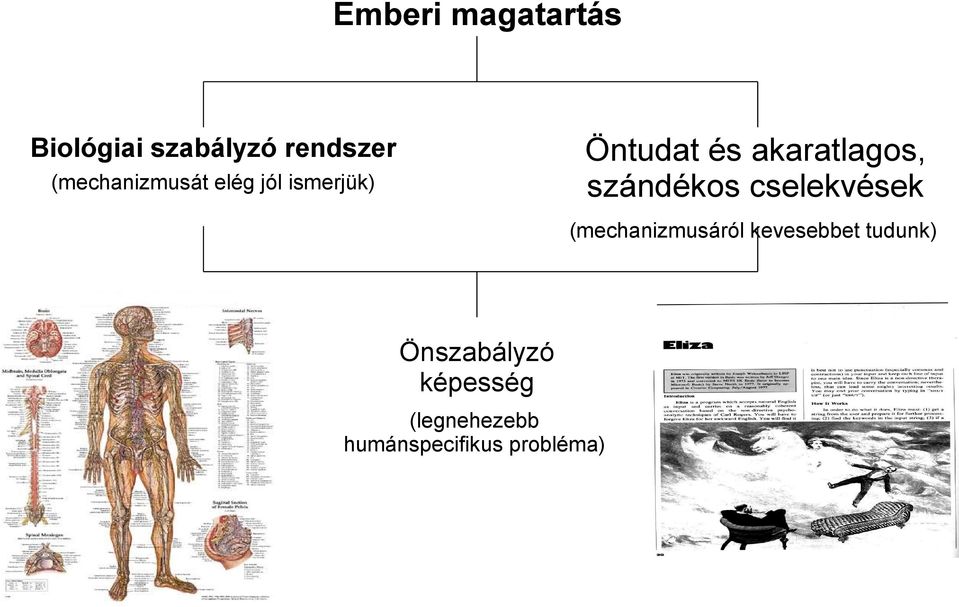 akaratlagos, szándékos cselekvések (mechanizmusáról