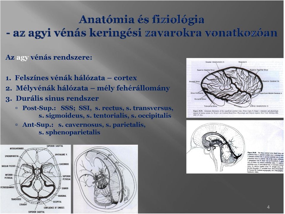 Durális sinus rendszer Pst-Sup.: SSS; SSI, s. rectus, s.