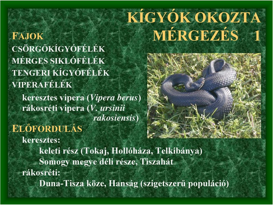 ursinii rakosiensis) ELŐFORDULÁS keresztes: keleti rész (Tokaj, Hollóháza,