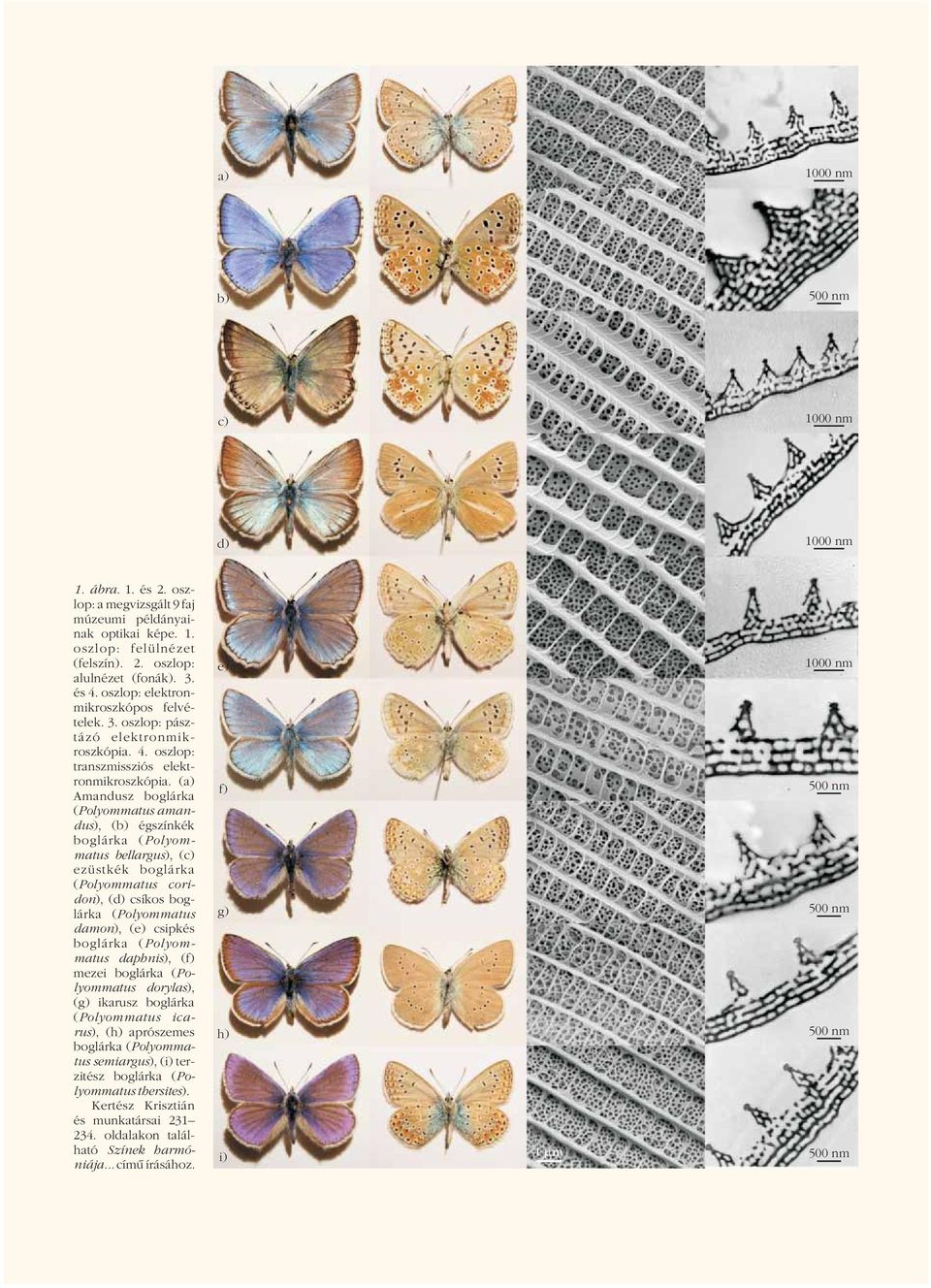 (a) Amandusz boglárka (Polyommatus amandus), (b) égszínkék bellargus), (c) ezüstkék boglárka (Polyommatus coridon), (d) csíkos boglárka (Polyommatus damon), (e) csipkés