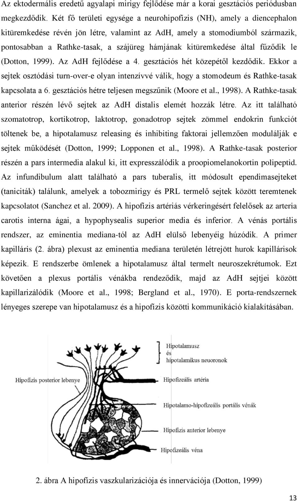 kitüremkedése által fűződik le (Dotton, 1999). Az AdH fejlődése a 4. gesztációs hét közepétől kezdődik.