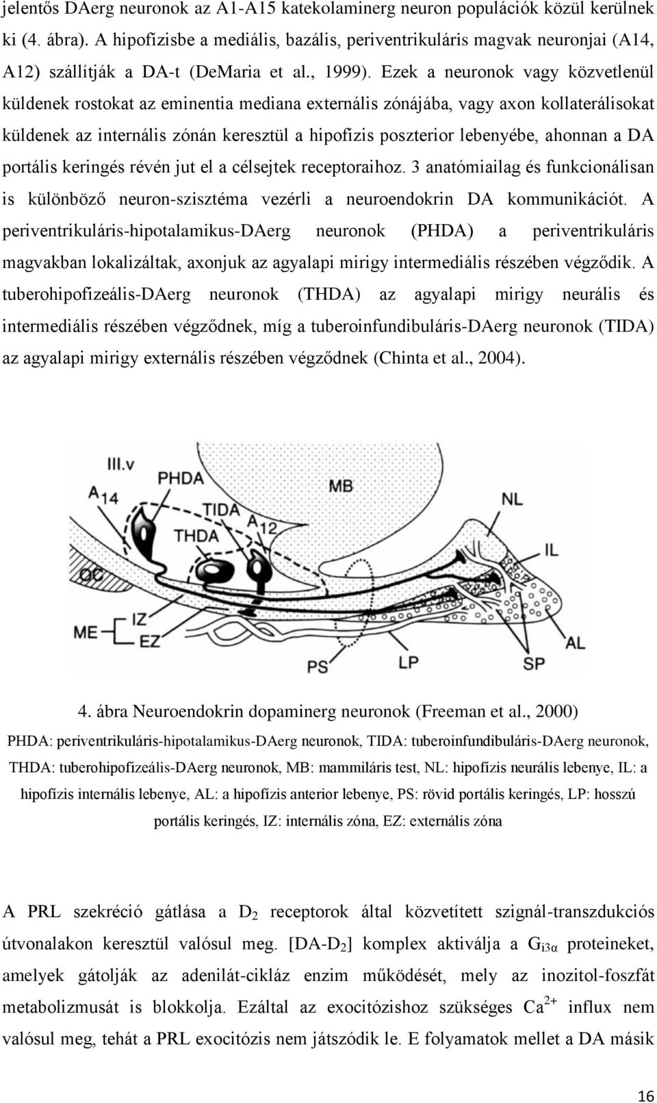 Ezek a neuronok vagy közvetlenül küldenek rostokat az eminentia mediana externális zónájába, vagy axon kollaterálisokat küldenek az internális zónán keresztül a hipofízis poszterior lebenyébe,
