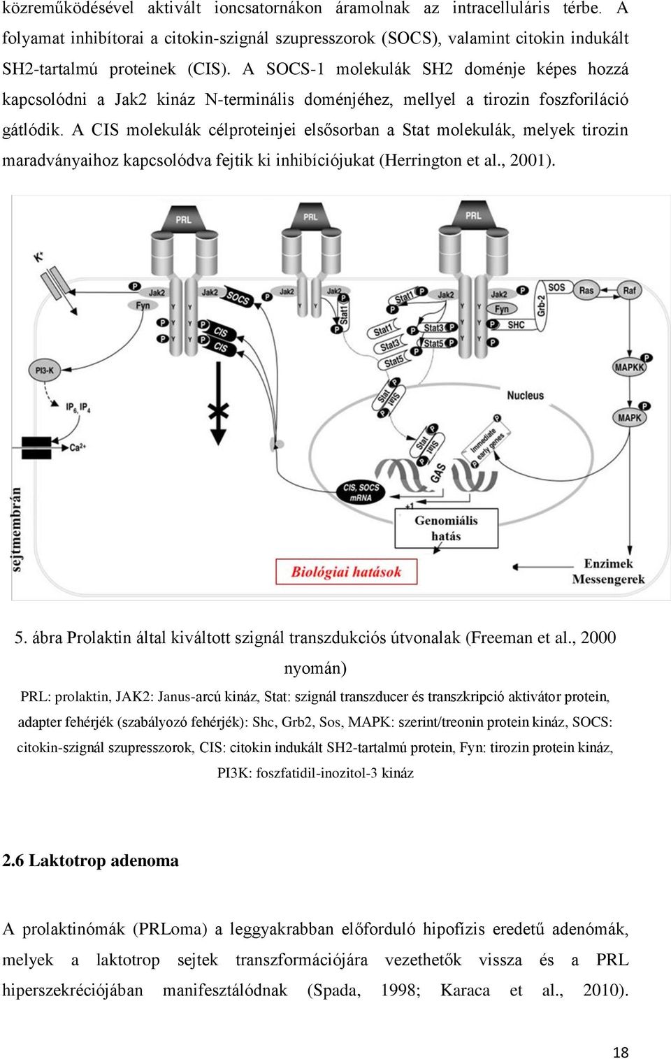 A CIS molekulák célproteinjei elsősorban a Stat molekulák, melyek tirozin maradványaihoz kapcsolódva fejtik ki inhibíciójukat (Herrington et al., 2001). 5.