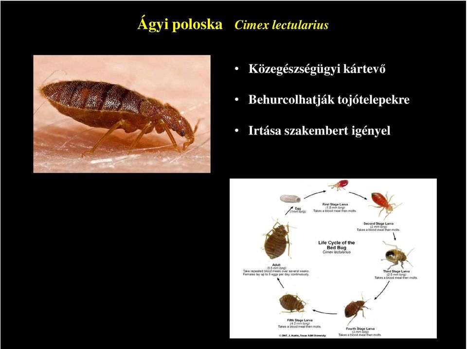 kártevő Behurcolhatják