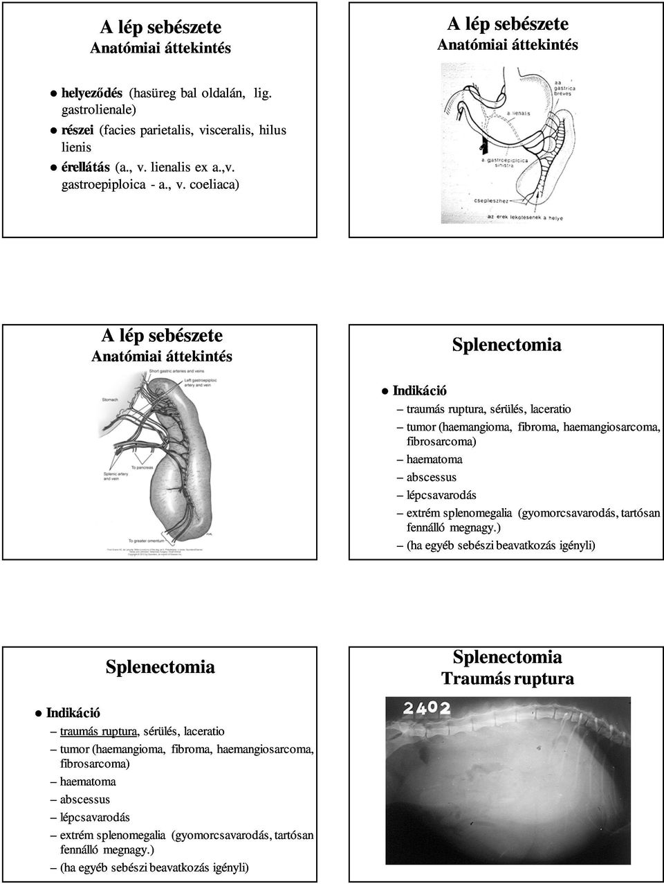 ,v. gastroepiploica - a., v.