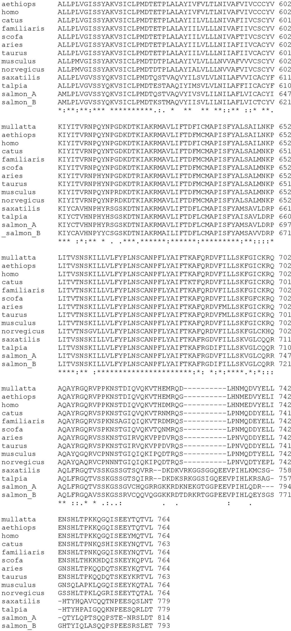 ALLPLVGISSYAKVSICLPMDTETPLALAYIILVLLLNIIAFIIVCACYV 601 musculus ALLPMVGISSYAKVSICLPMDTDTPLALAYIVLVLLLNVVAFVVVCSCYV 602 norvegicus ALLPMVGISSYAKVSICLPMDTDTPLALAYIALVLLLNVVAFVIVCSCYV 602 saxatilis