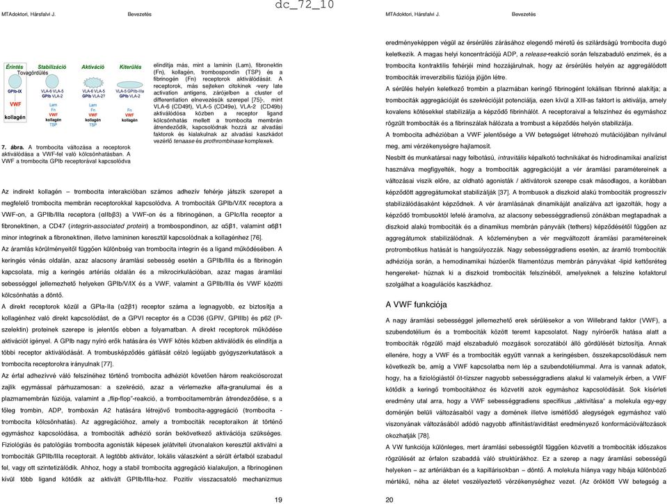 A receptorok, más sejteken citokinek -very late activation antigens, zárójelben a cluster of differentiation elnevezésük szerepel [75]-, mint VLA-6 (CD49f), VLA-5 (CD49e), VLA-2 (CD49b) aktiválódósa