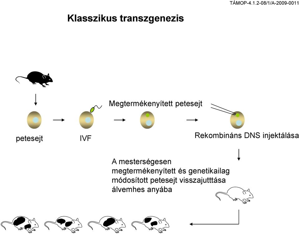 injektálása A mesterségesen megtermékenyített és