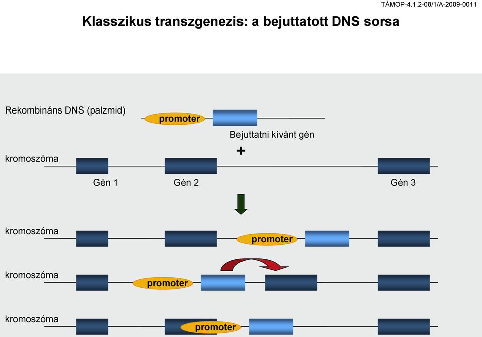 2-08/1/A-2009-0011 Rekombináns DNS (palzmid) kromoszóma