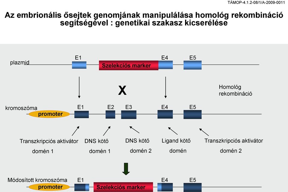 promoter E1 E2 E3 E4 E5 Transzkripciós aktivátor DNS kötő DNS kötő Ligand kötő Transzkripciós