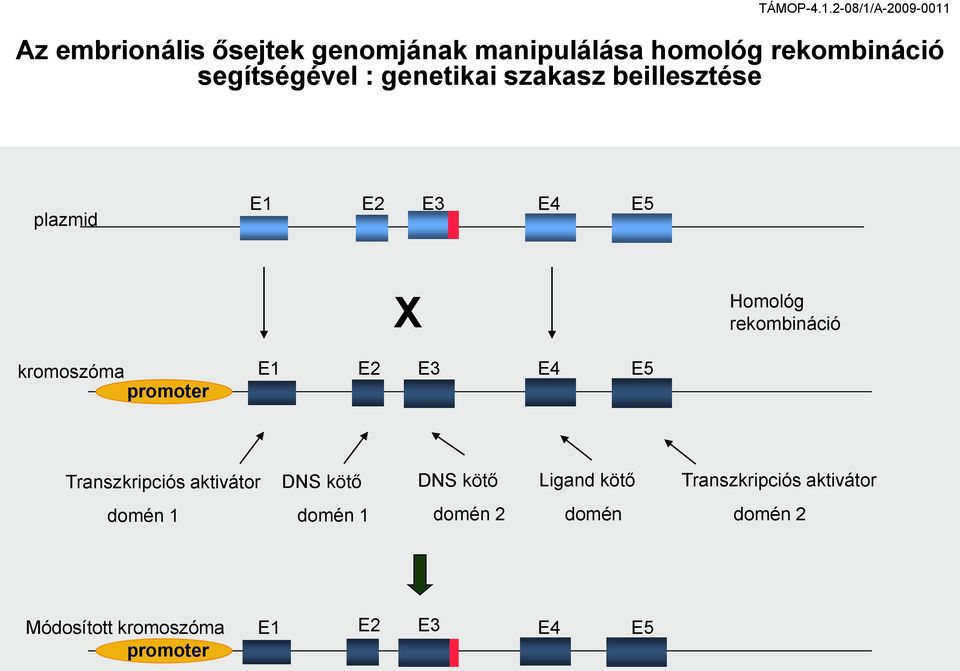 promoter E1 E2 E3 E4 E5 Transzkripciós aktivátor DNS kötő DNS kötő Ligand kötő