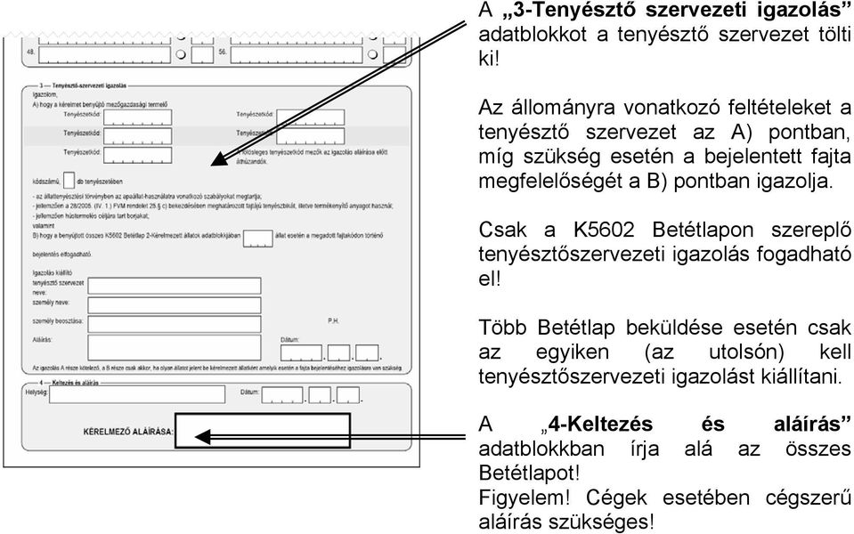 pontban igazolja. Csak a K5602 Betétlapon szereplő tenyésztőszervezeti igazolás fogadható el!