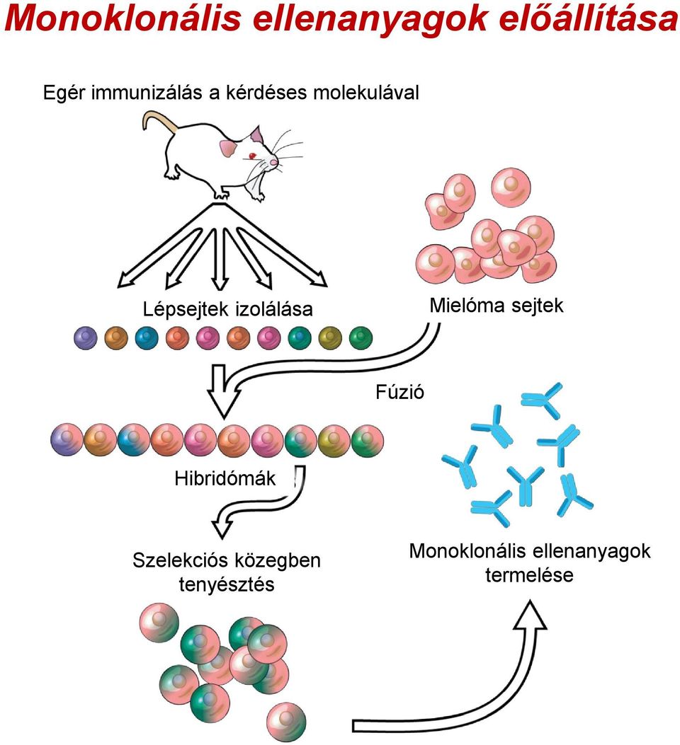 izolálása Mielóma sejtek Fúzió Hibridómák