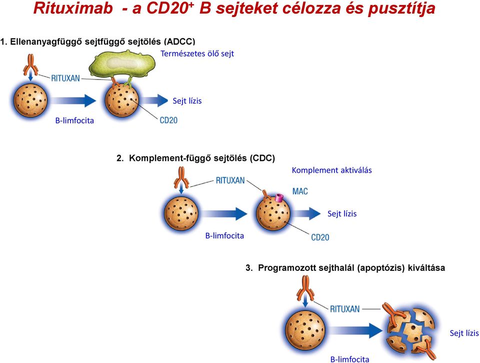 B-limfocita Sejt lízis 2.