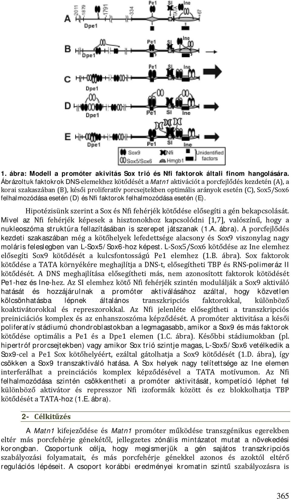 felhalmozódása esetén (D) és Nfi faktorok felhalmozódása esetén (E). Hipotézisünk szerint a Sox és Nfi fehérjék kötődése elősegíti a gén bekapcsolását.
