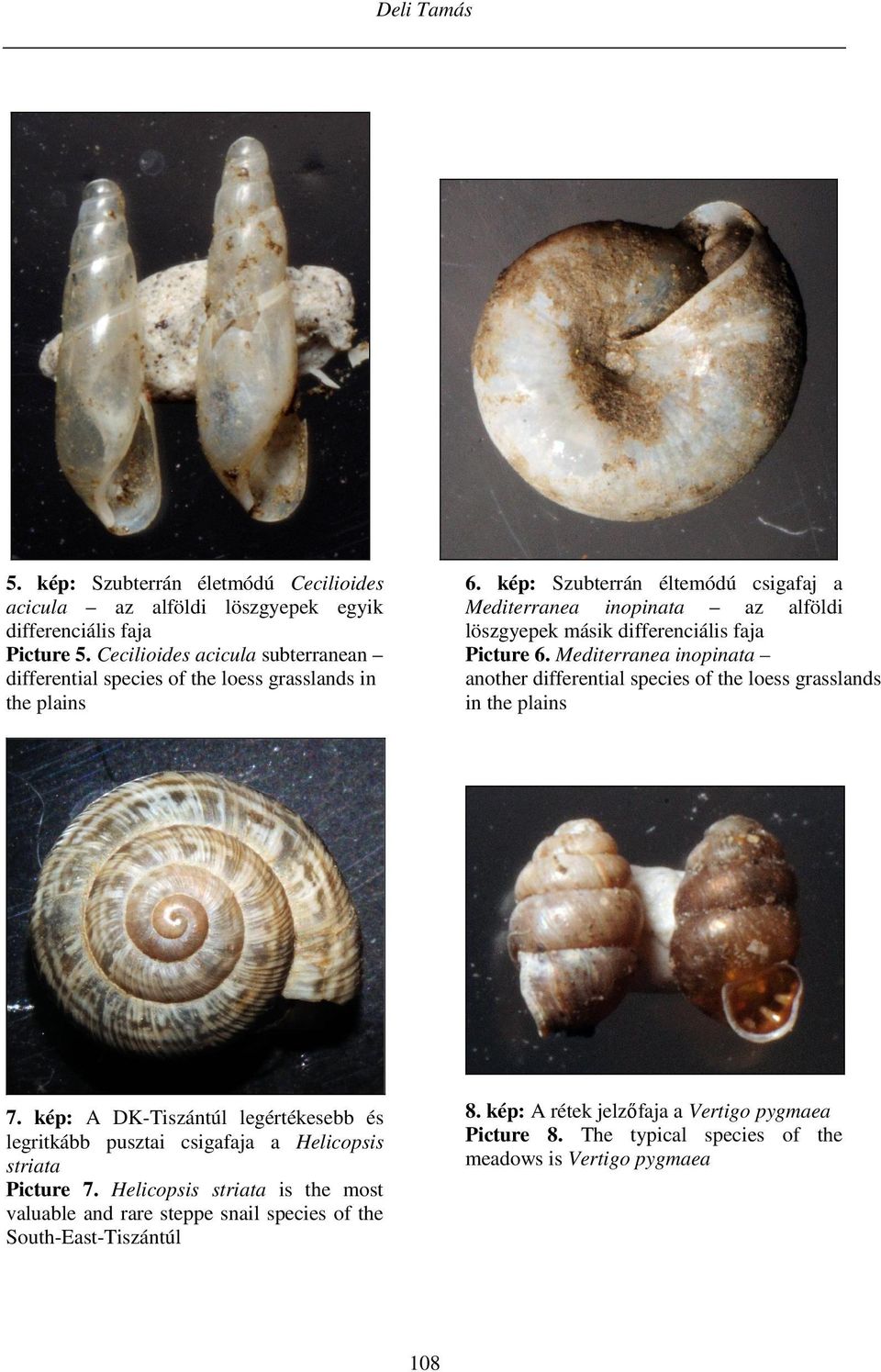 kép: Szubterrán éltemódú csigafaj a Mediterranea inopinata az alföldi löszgyepek másik differenciális faja Picture 6.