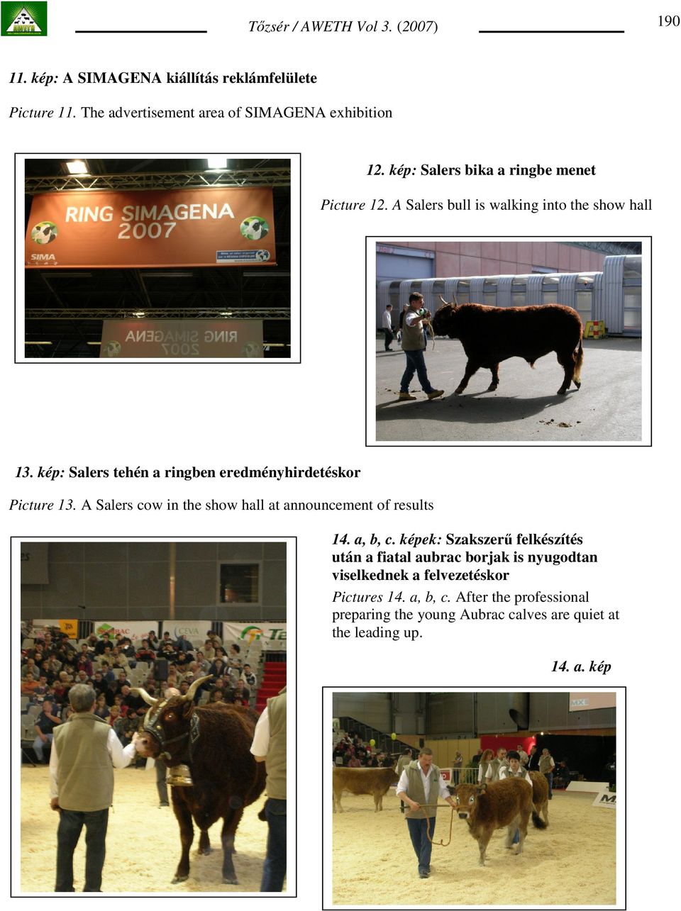 kép: Salers tehén a ringben eredményhirdetéskor Picture 13. A Salers cow in the show hall at announcement of results 14. a, b, c.