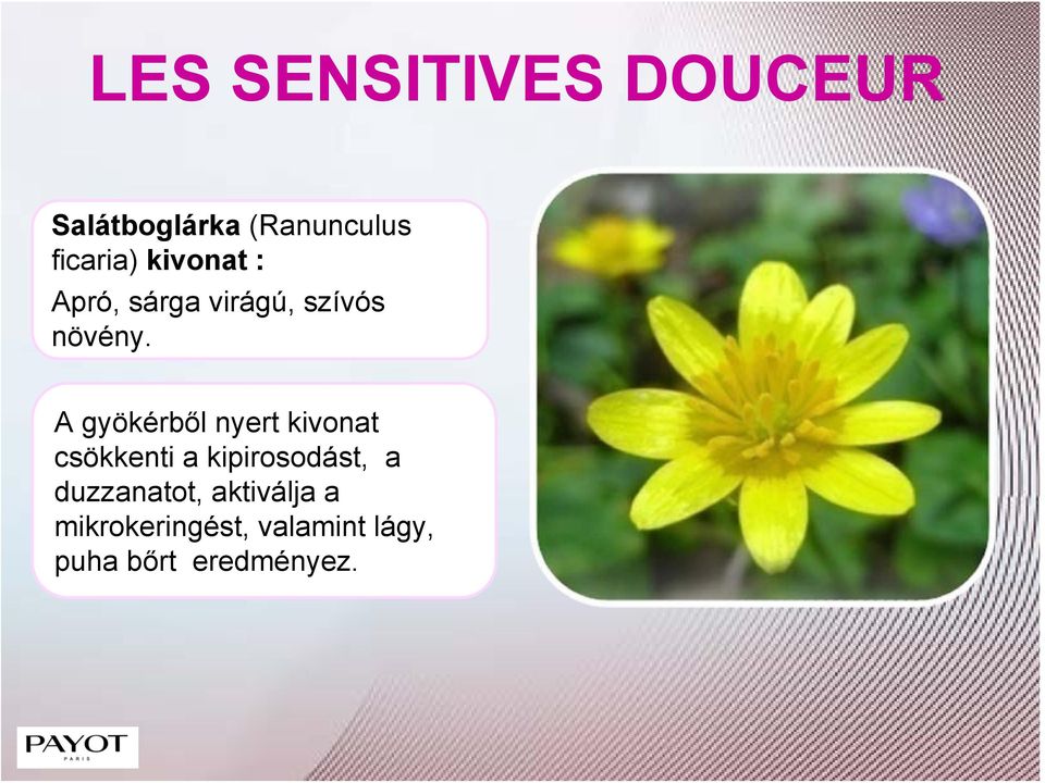 A gyökérből nyert kivonat csökkenti a kipirosodást,