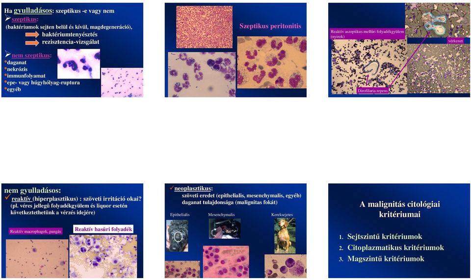 (pl. véres jellegû folyadékgyülem és liquor esetén következtethetünk a vérzés idejére) Reaktív macrophagok, pangás Dirofilaria repens szöveti eredet (epithelialis, mesenchymalis, egyéb) daganat