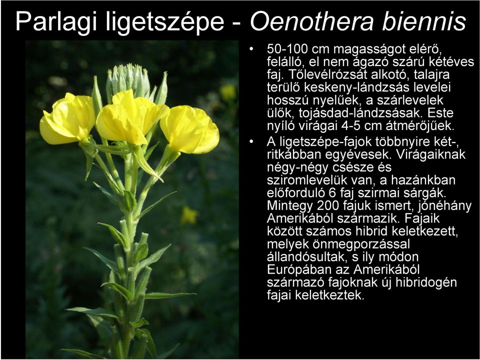 A ligetszépe-fajok többnyire két-, ritkábban egyévesek. Virágaiknak négy-négy csésze és sziromlevelük van, a hazánkban előforduló 6 faj szirmai sárgák.
