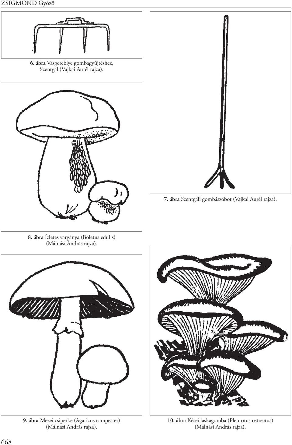 ábra Ízletes vargánya (Boletus edulis) (Málnási András rajza). 9.