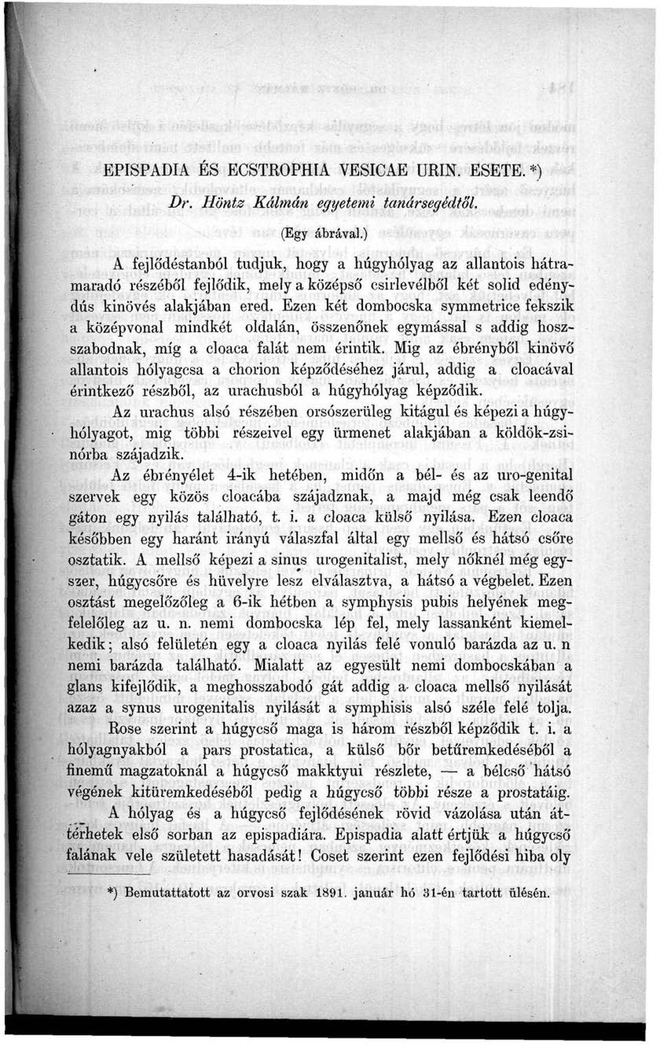 Ezen két dombocska symmetrice fekszik a középvonal mindkét oldalán, összenőnek egymással s addig hoszszabodnak, míg a cloaca falát nem érintik.