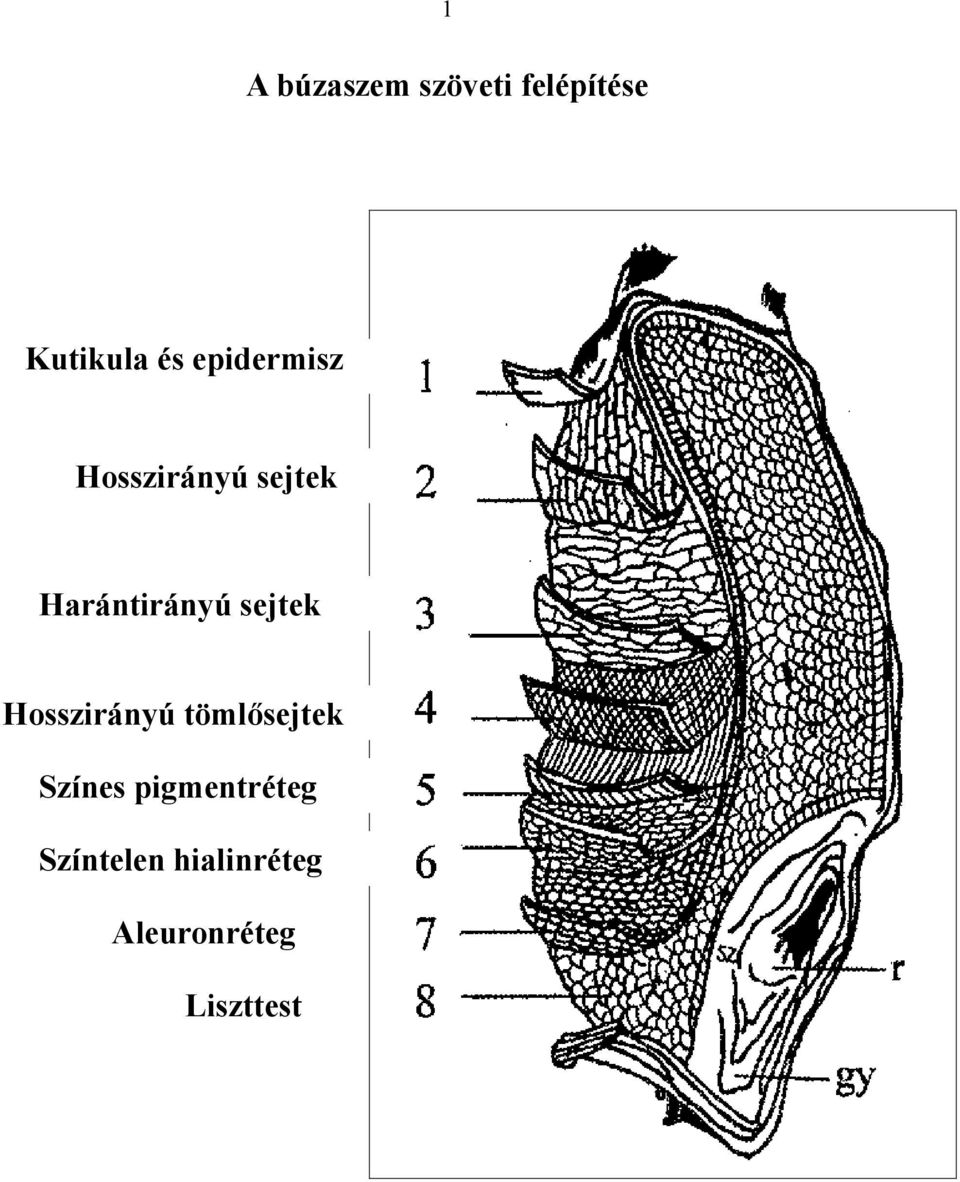 sejtek Hosszirányú tömlősejtek Színes