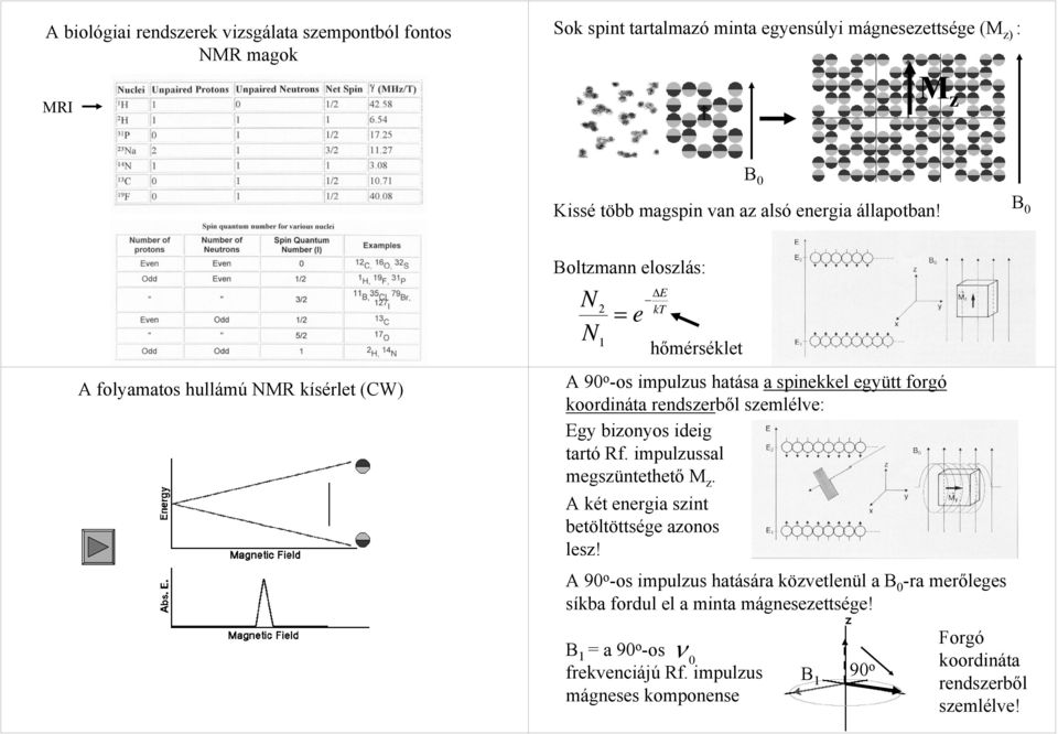 A folyamatos hullámú MR kísérlet (CW) Boltzmann eloszlás: 2 1 = e ΔE kt hőmérséklet A 90 o -os impulzus hatása a spinekkel együtt forgó koordináta rendszerből szemlélve: