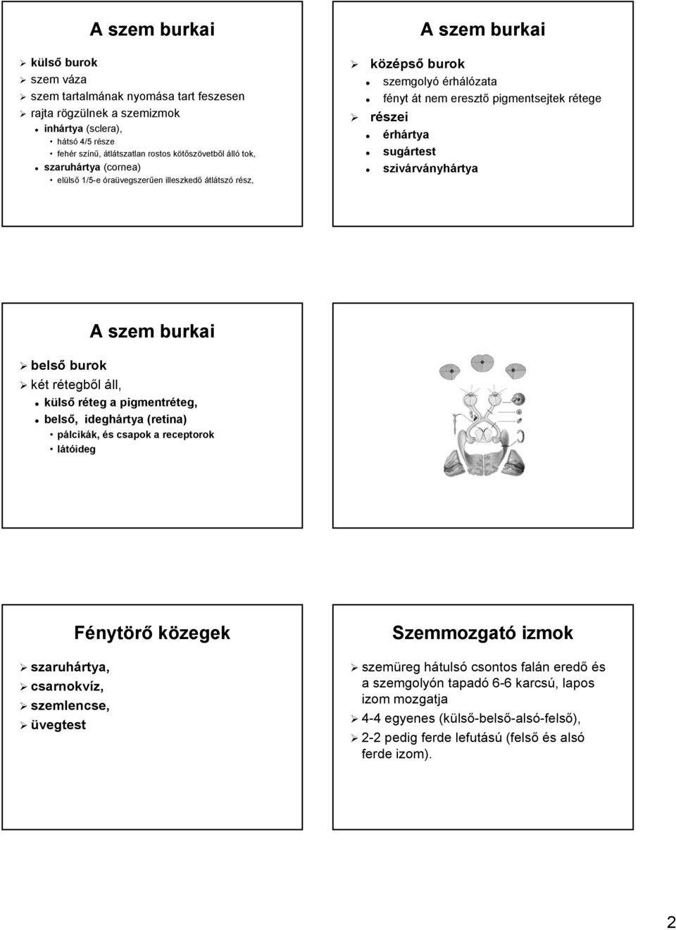 r részei érhártya rtya sugártest szivárv rványhártya A szem burkai belső burok két t rétegbr tegből áll, külső réteg a pigmentréteg, teg, belső,, ideghártya (retina) pálcikák, k, és s csapok a