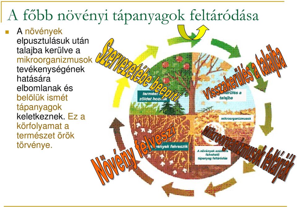 tevékenységének hatására elbomlanak és belılük ismét