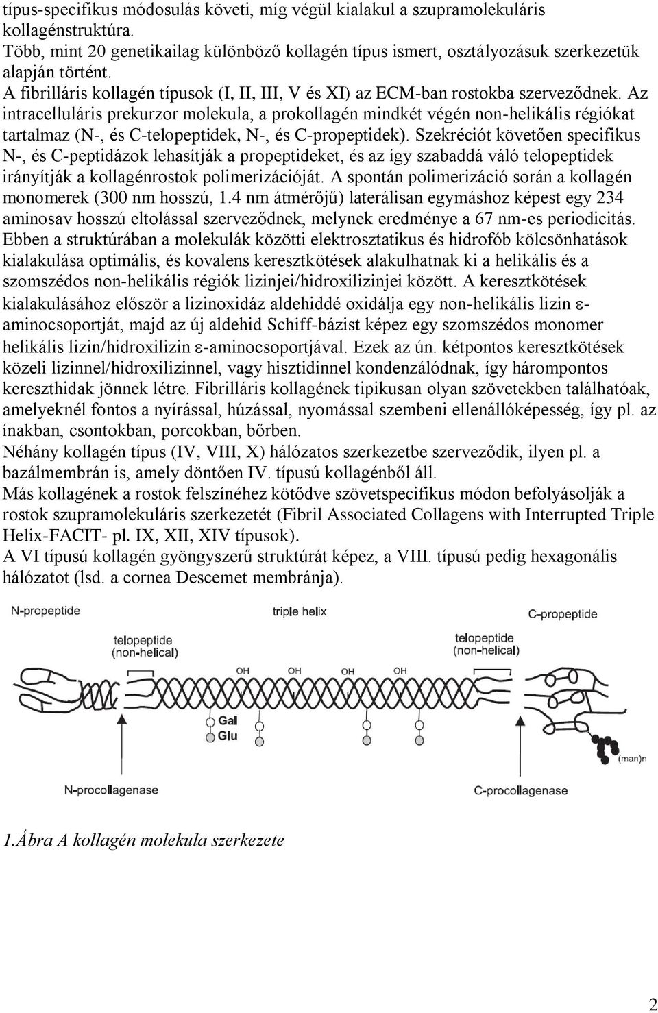 Az intracelluláris prekurzor molekula, a prokollagén mindkét végén non-helikális régiókat tartalmaz (N-, és C-telopeptidek, N-, és C-propeptidek).