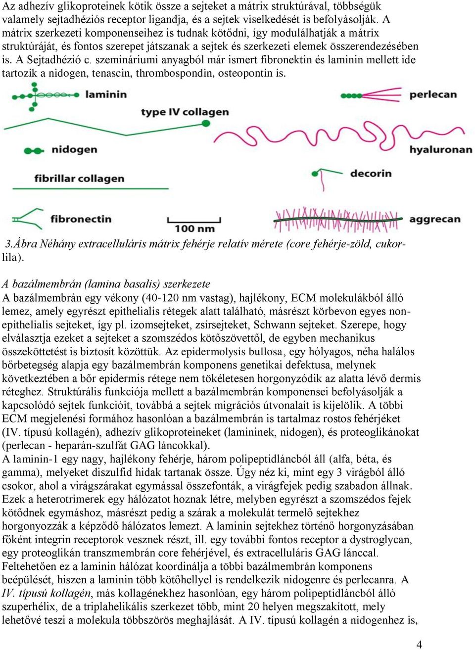 szemináriumi anyagból már ismert fibronektin és laminin mellett ide tartozik a nidogen, tenascin, thrombospondin, osteopontin is. 3.