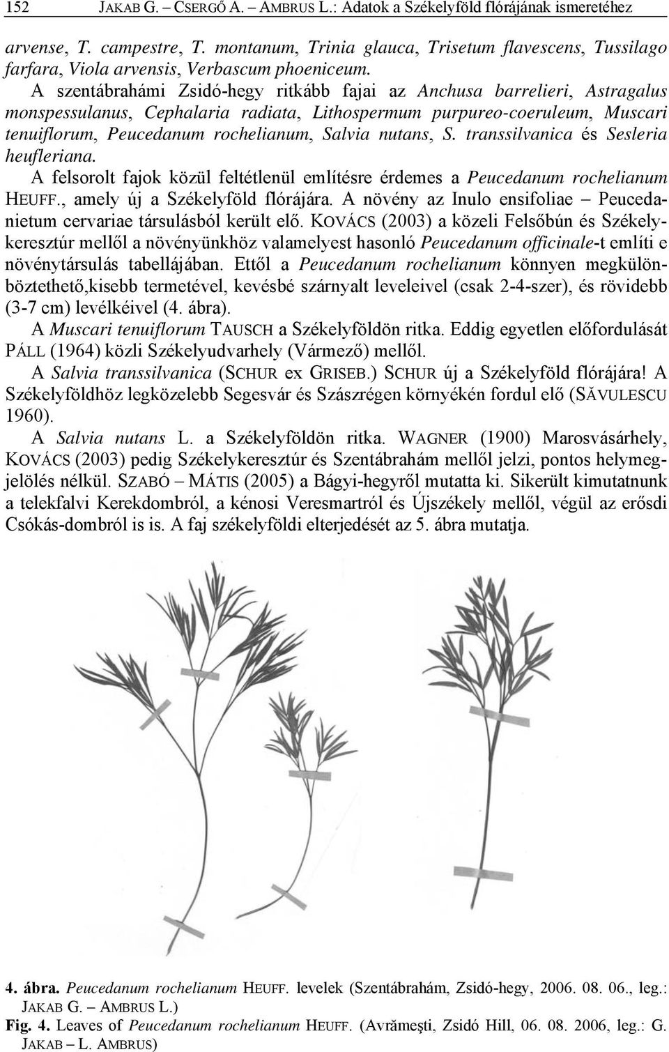 A szentábrahámi Zsidó-hegy ritkább fajai az Anchusa barrelieri, Astragalus monspessulanus, Cephalaria radiata, Lithospermum purpureo-coeruleum, Muscari tenuiflorum, Peucedanum rochelianum, Salvia