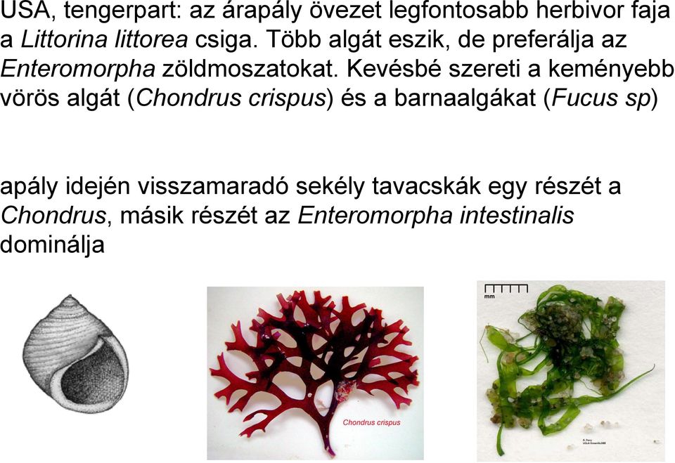 Kevésbé szereti a keményebb vörös algát (Chondrus crispus) és a barnaalgákat (Fucus sp)