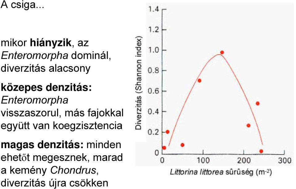 alacsony közepes denzitás: Enteromorpha visszaszorul, más