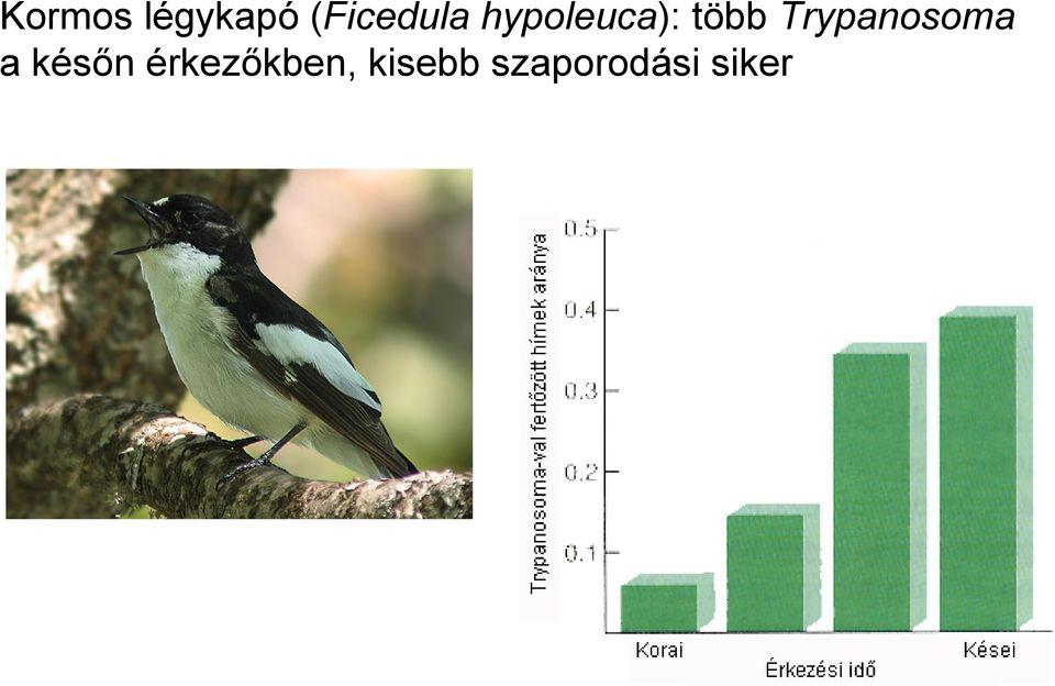 több Trypanosoma a későn