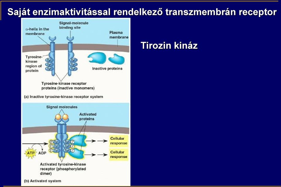 rendelkező