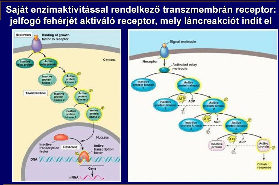 receptor: jelfogó fehérjét