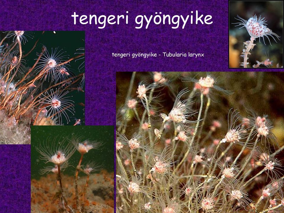 - Tubularia