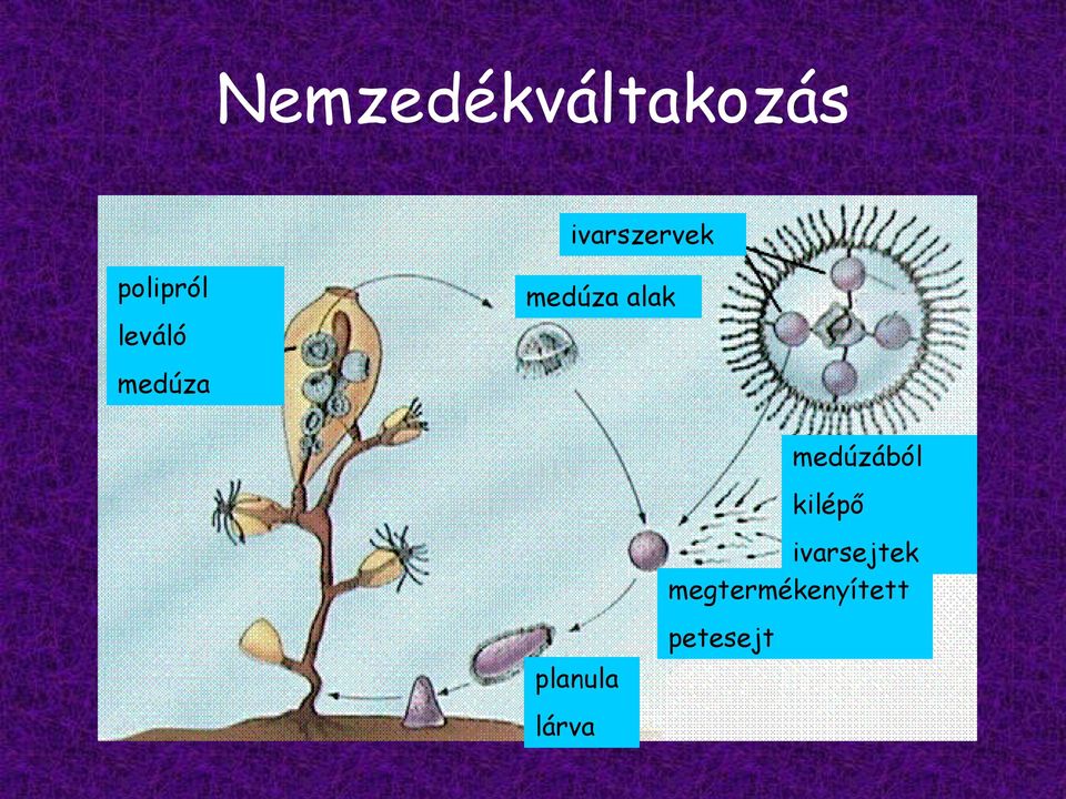 alak medúzából kilépő planula