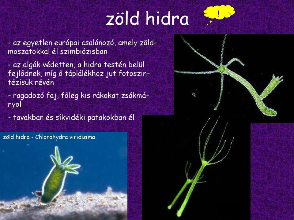 hidra ragadozó vagy parazita