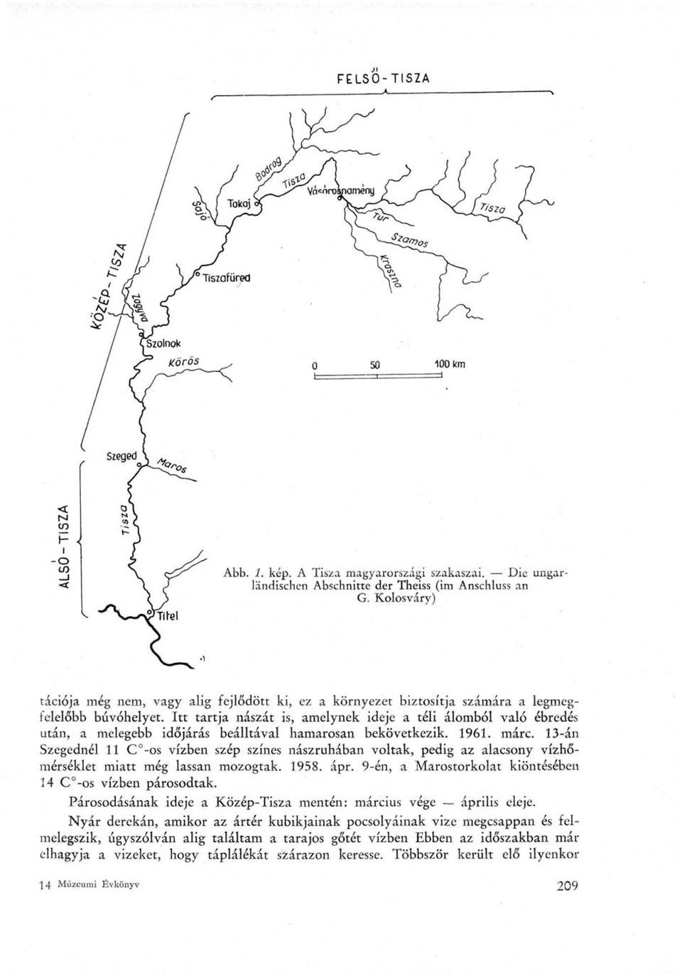 Itt tartja nászát is, amelynek ideje a téli álomból való ébredés után, a melegebb időjárás beálltával hamarosan bekövetkezik. 1961. márc.