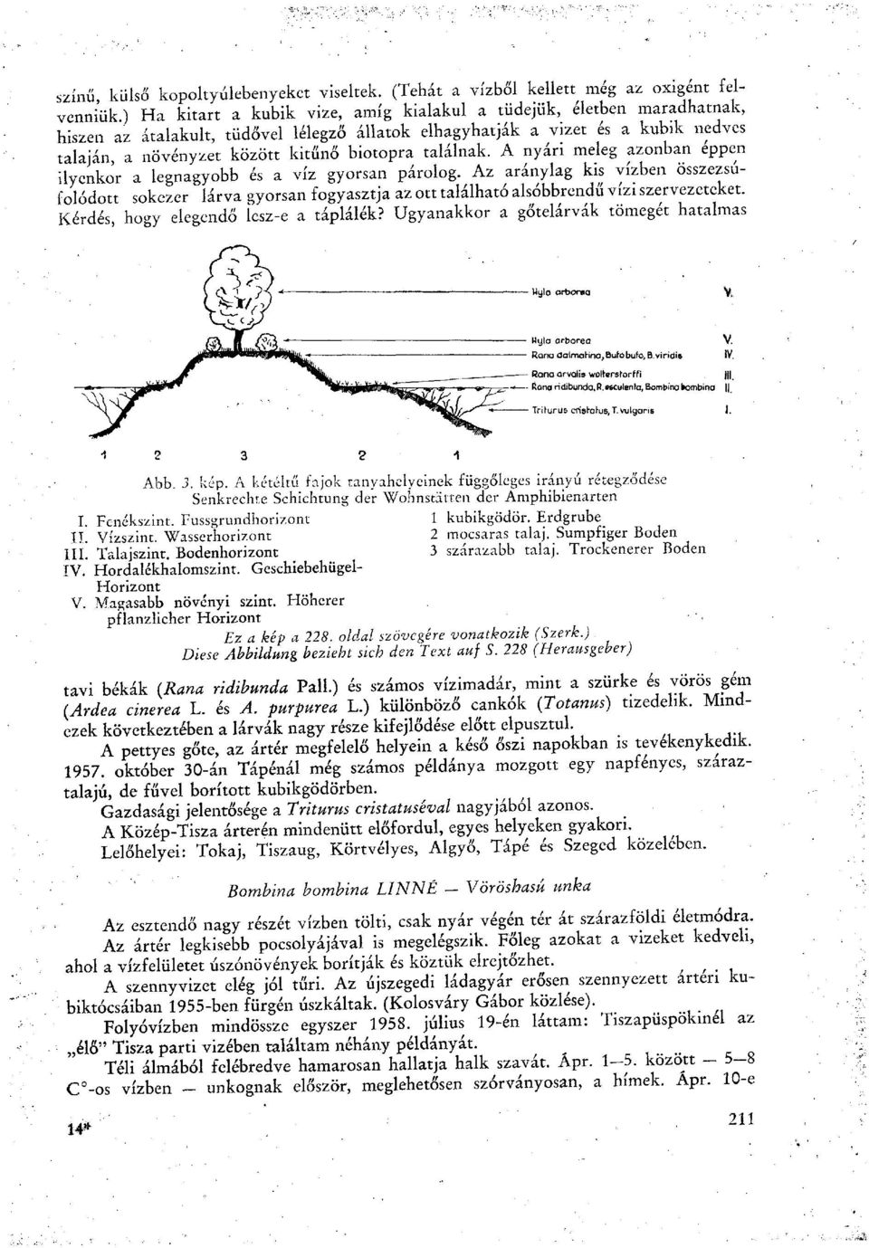 nedves talaján a növényzet között kitűnő biotopra találnak. A nyári meleg azonban éppen ilyenkor a legnagyobb és a víz gyorsan párolog.