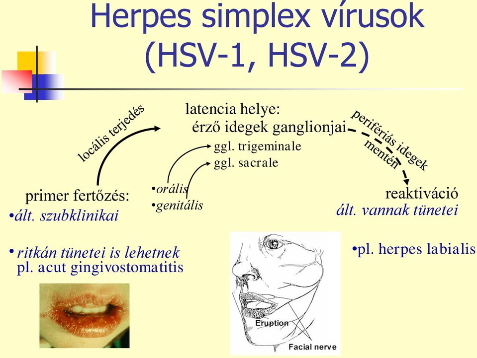 szubklinikai orális genitális reaktiváció ált.