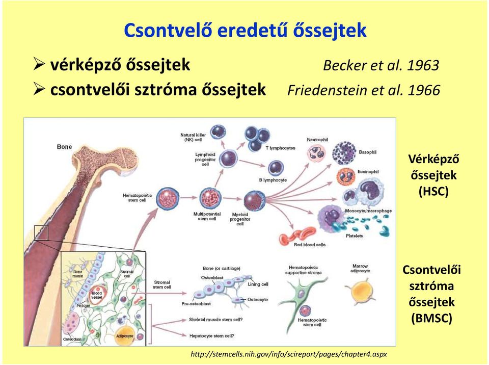 1966 Vérképző őssejtek (HSC) Csontvelői sztróma őssejtek
