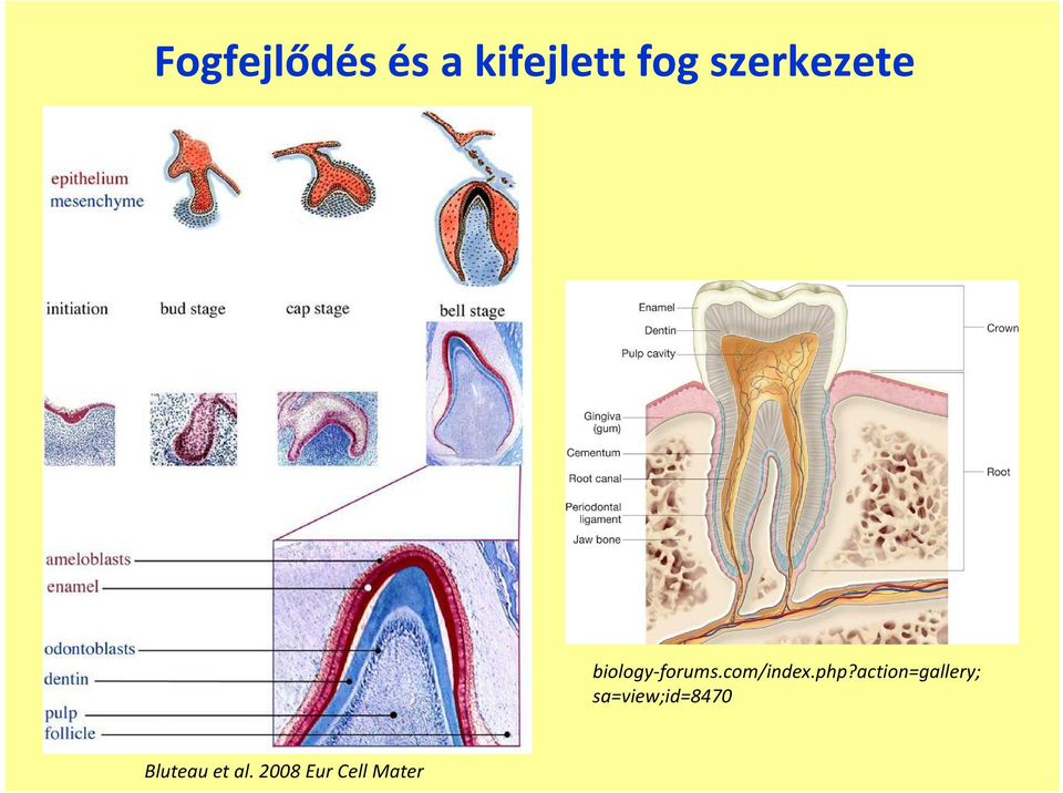 képesség biology-forums.com/index.php?