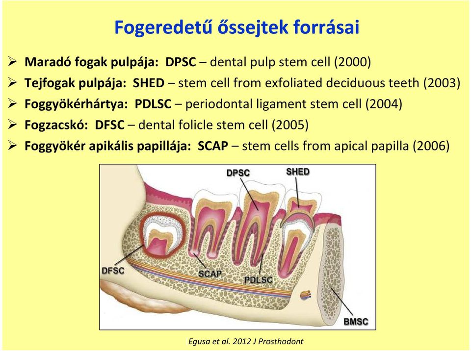 PDLSC periodontal ligament stem cell (2004) Fogzacskó: DFSC dental folicle stem cell (2005)
