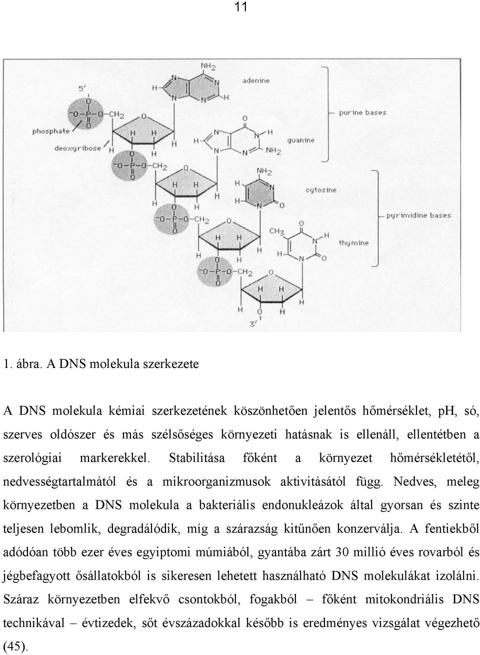 markerekkel. Stabilitása főként a környezet hőmérsékletétől, nedvességtartalmától és a mikroorganizmusok aktivitásától függ.
