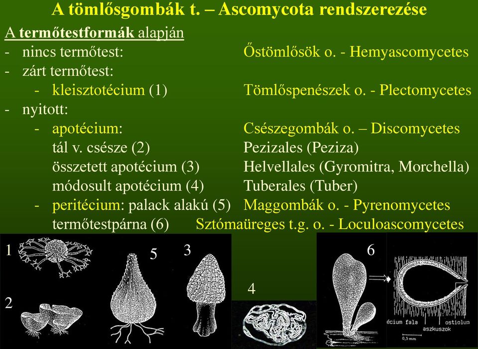 - Plectomycetes - nyitott: 1 - apotécium: Csészegombák o. Discomycetes tál v.
