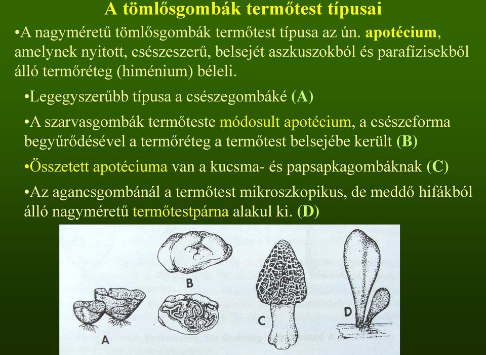 Legegyszerűbb típusa a csészegombáké (A) A szarvasgombák termőteste módosult apotécium, a csészeforma begyűrődésével a termőréteg a